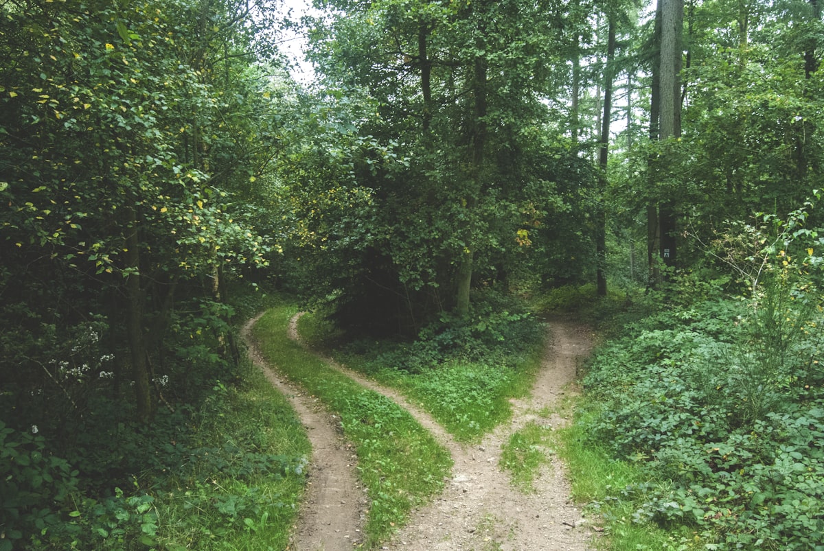 Two dirt paths diverging in a green forest